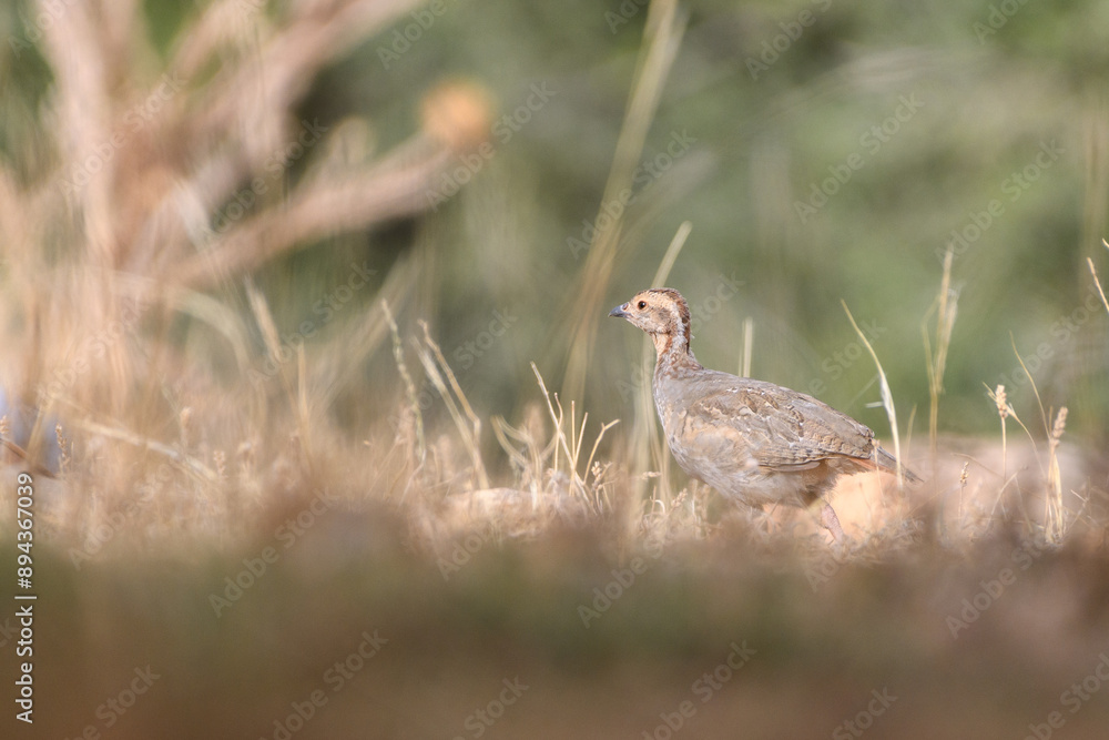 Fototapeta premium Barbary Partridge (Alectoris Barbara) in the wild