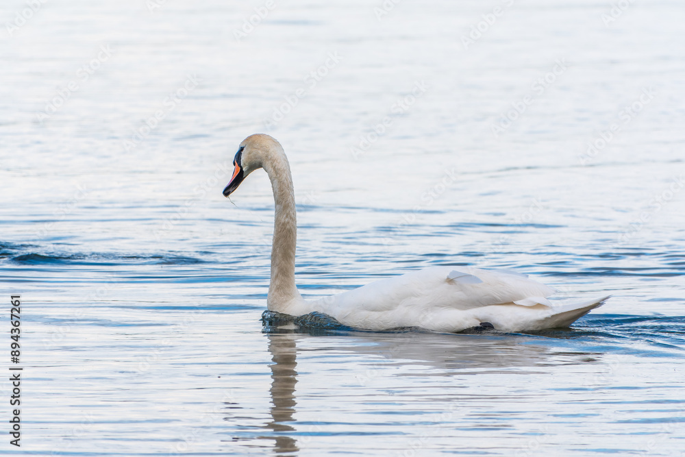 Fototapeta premium Graceful white Swan swimming in the lake, swans in the wild. Portrait of a white swan swimming on a lake.
