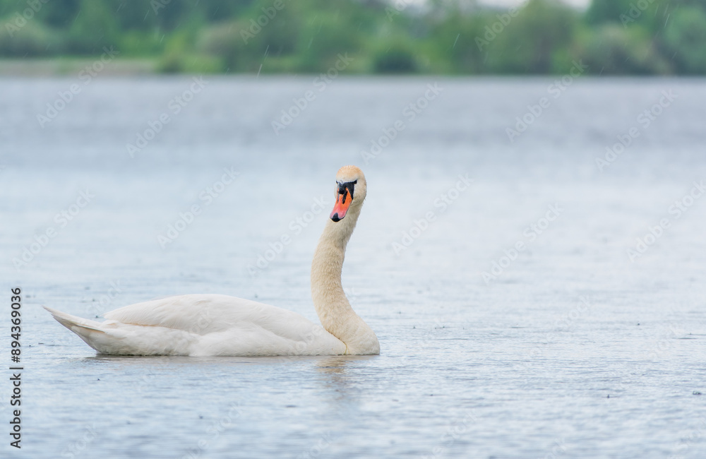 Fototapeta premium Graceful white Swan swimming in the lake, swans in the wild. Portrait of a white swan swimming on a lake.