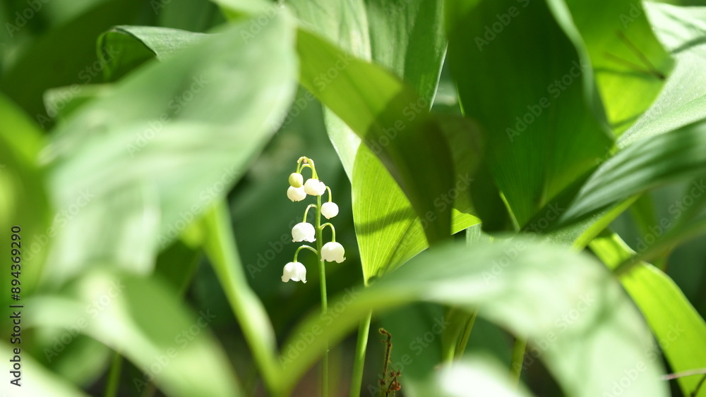 Obraz premium OLYMPUS DIGITAL CAMERA