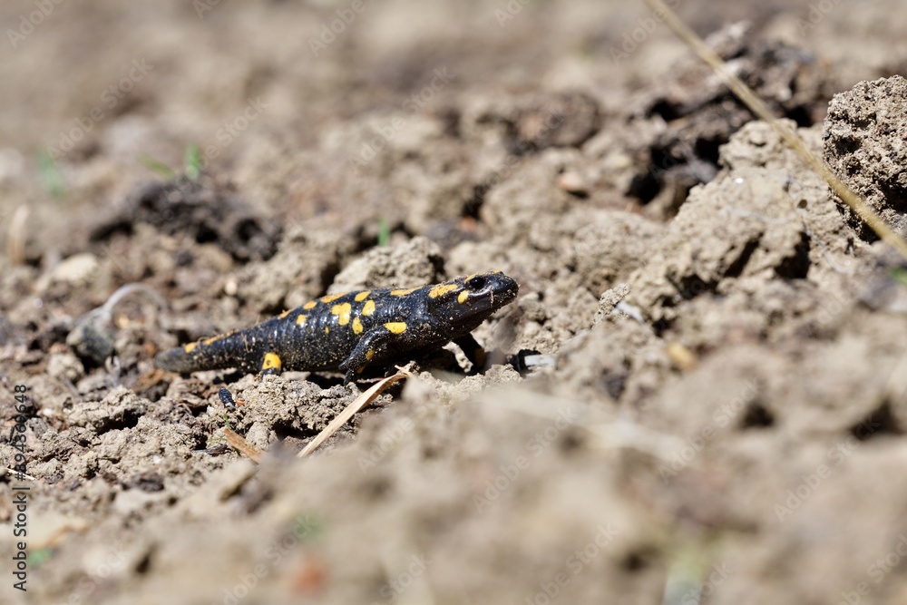 Detail of head fire salamander lizard on sand