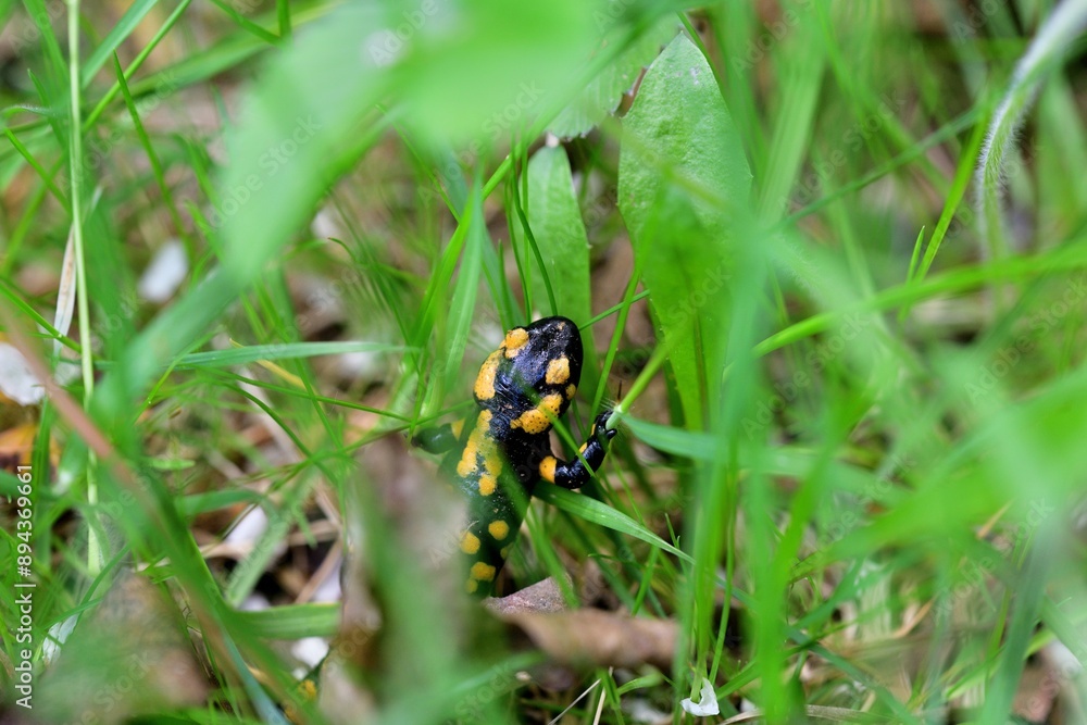 Fire salamander lizard crawls through the leaves in the forest