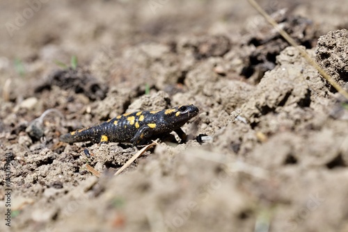 Obraz na płótnie Detail of head fire salamander lizard on sand w salonie