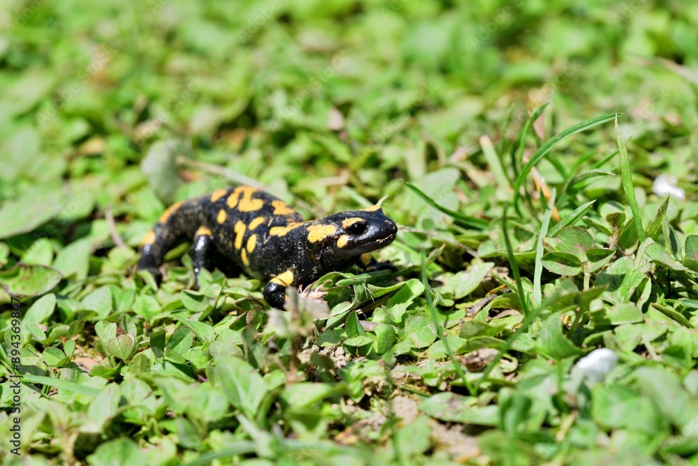 Fire salamander lizard crawls through the leaves in the forest
