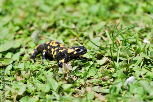 Obraz na płótnie Fire salamander lizard crawls through the leaves in the forest w salonie