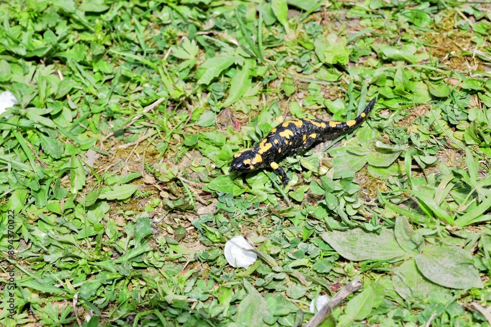Fire salamander lizard crawls through the leaves in the forest