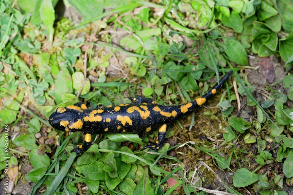 Fire salamander lizard crawls through the leaves in the forest Fire salamander lizard crawls through the leaves in the forest