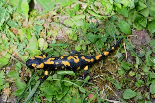 Obraz na płótnie Fire salamander lizard crawls through the leaves in the forest w salonie