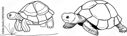 Line art, outline isolated on white background of a turtle. Modern illustration.