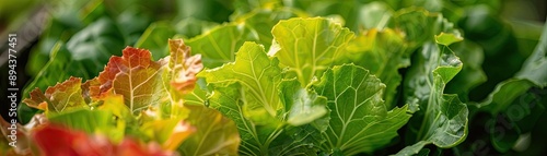 Close-up of vibrant and fresh lettuce leaves in a garden, showcasing their lush green and red colors under sunlight.