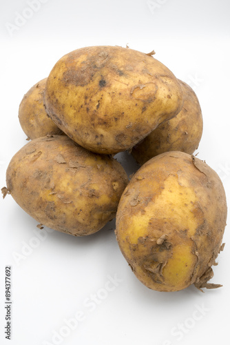 A tuber of raw potato dug out of the ground.

