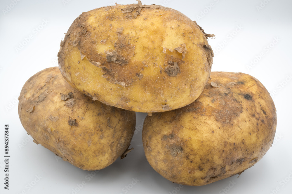 A tuber of raw potato dug out of the ground.