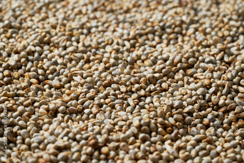 closeup pile of dry bajra pearl millet seed texture background closeup pile of dry bajra pearl millet seed texture background