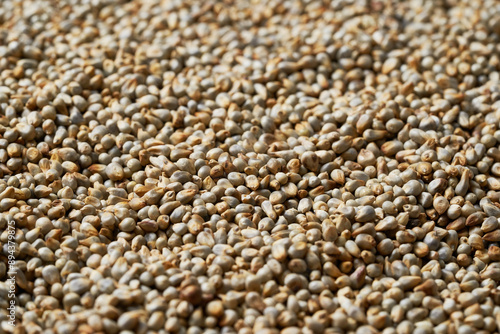 Cuadro en lienzo closeup pile of dry bajra pearl millet seed texture background