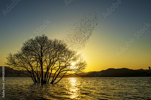 Sunset view of a willow tree on water against spectacled teals flying in the sky at Yedang Reservoir of Eungbong-myeon near Yesan-gun, South Korea
 photo