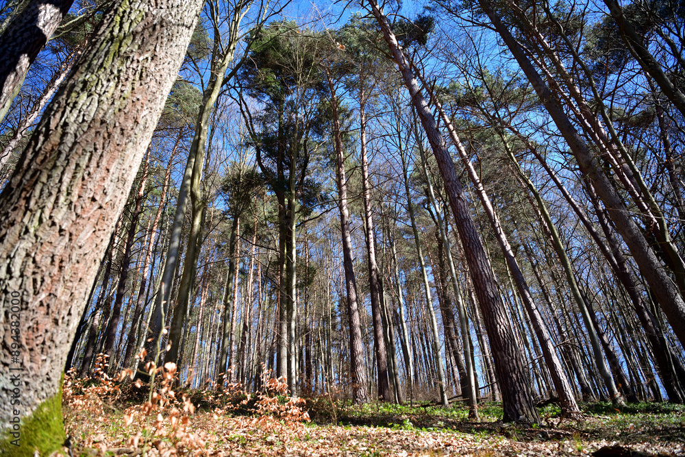Blue sky above the crowns of tall trees growing in a circle