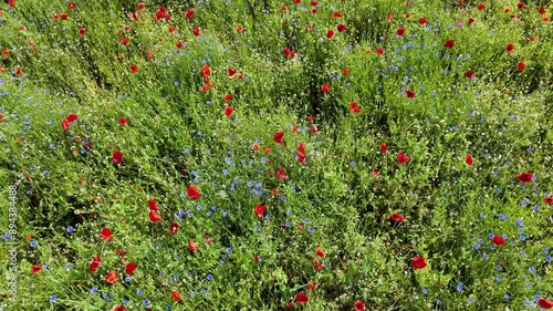 Drohnenflug ueber eine Feld mit Mohm und Kornblumen photo