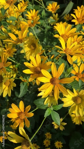 Wallpaper Mural yellow coreopsis flowers,also known as calliopsis or tickseed, swaying in wind. beautiful flowers in full bloom.  Torontodigital.ca