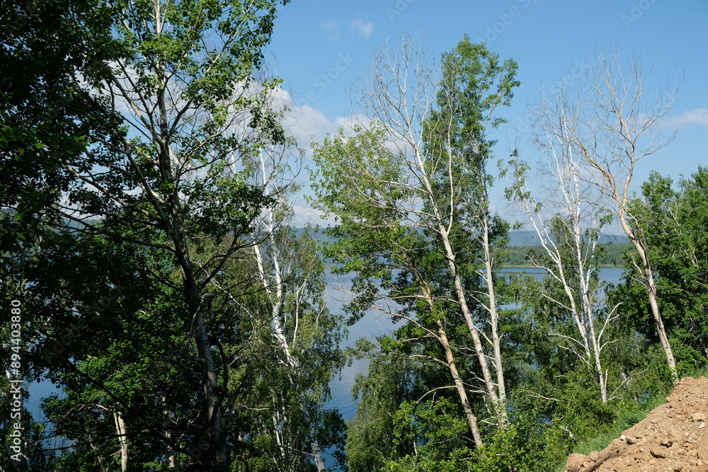 Various trees and plants in the coastal area of Lake Baikal. Various trees and plants in the coastal area of Lake Baikal.