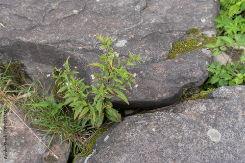 イワアカバナ（Epilobium amurense subsp）／岩の隙間で咲いた小さな花 photo