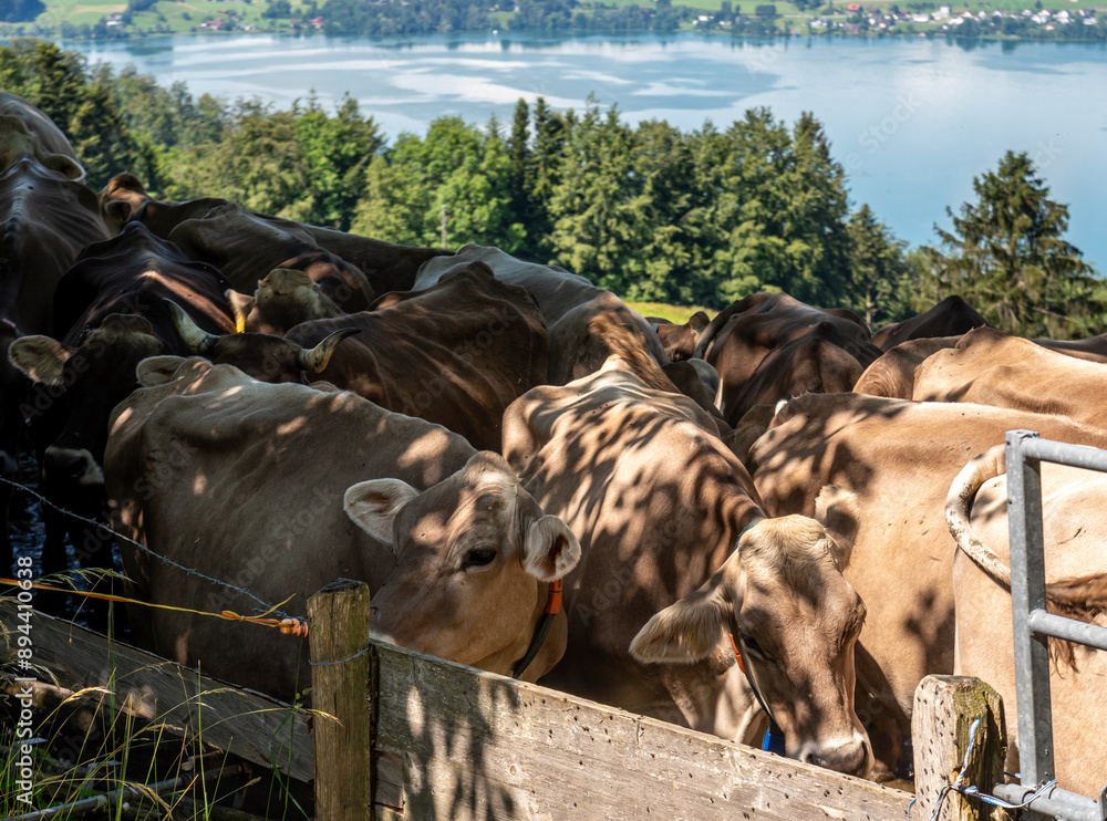 Herd of cows on the swiss alps by the like of Zug