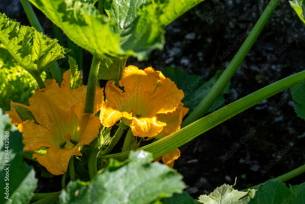 close up of a yellow zucchini flower growing in the garden