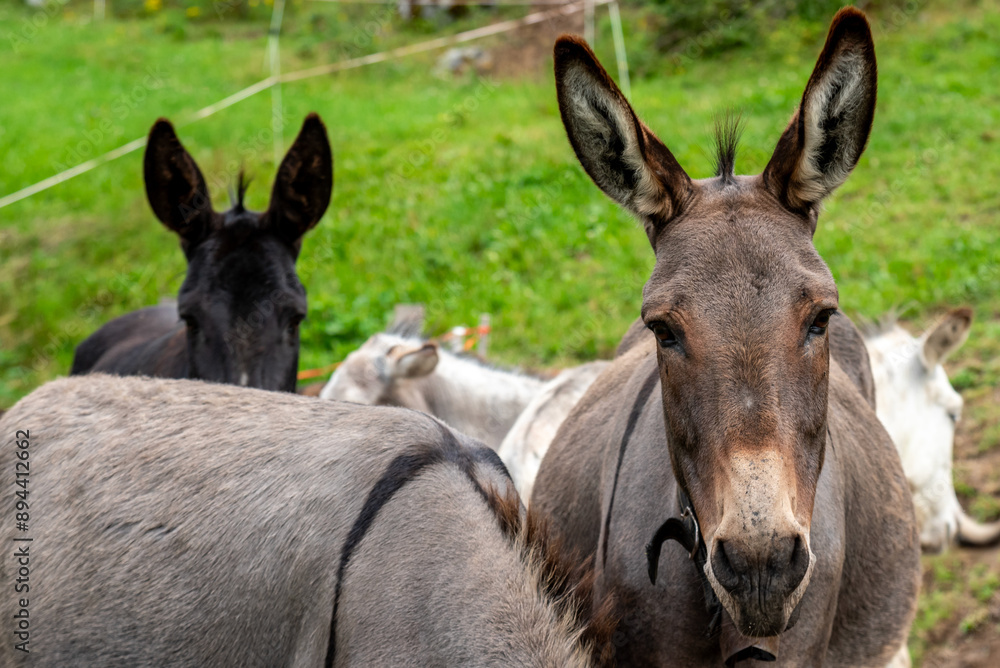 donkeys in a farm in the Alps