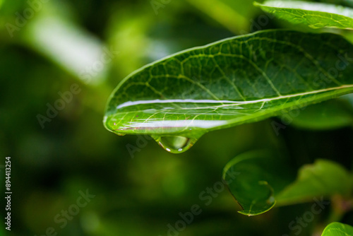 Water drop on green tropical plant leaf