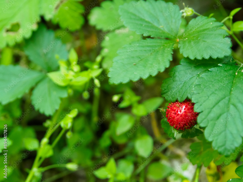 Close-up of strawberries on a bush. Bright, juicy fruits perfectly convey the freshness and naturalness of the summer season Close-up of strawberries on a bush. Bright, juicy fruits perfectly convey the freshness and naturalness of the summer season