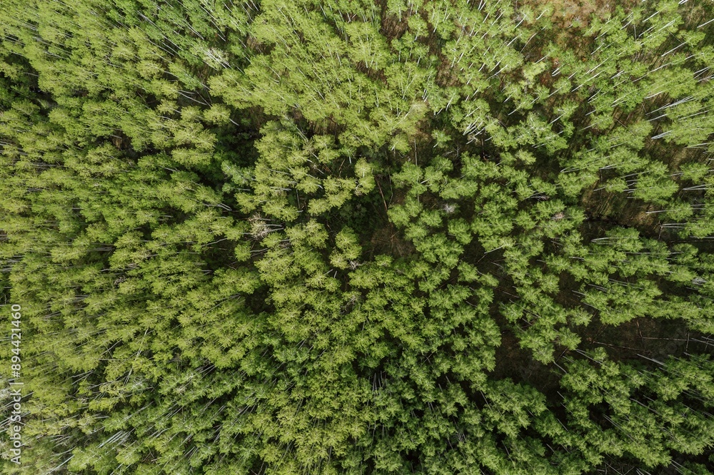 Forest in the springtime with new leaves, Delorus, Colorado, United States of America.