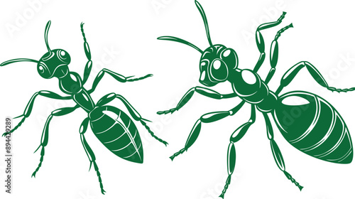 ants vector