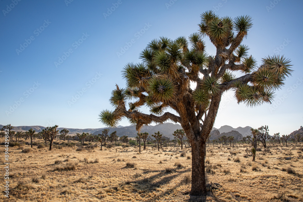 Sun peeking through a Joshua Tree in Joshua Tree National Park in California, USA Sun peeking through a Joshua Tree in Joshua Tree National Park in California, USA