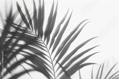 Tropical Palm Frond Shadows