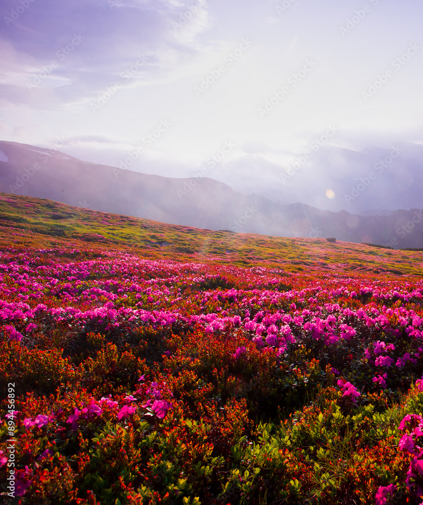 Fototapeta premium panoramic scene, blooming pink rhododendrons flowers, amazing panoramic scenery, Carpathian mountains, Chornohora (Chornogora) Ukraine, Europe..exclusive - this image is sell only on Adobe stock