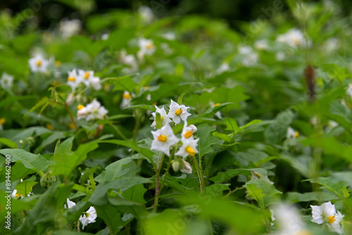 群生したワルナスビの花 photo