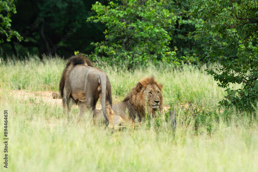 lion, mâle, Panthera leo, Parc national Kruger, Afrique du Sud lion, mâle, Panthera leo, Parc national Kruger, Afrique du Sud