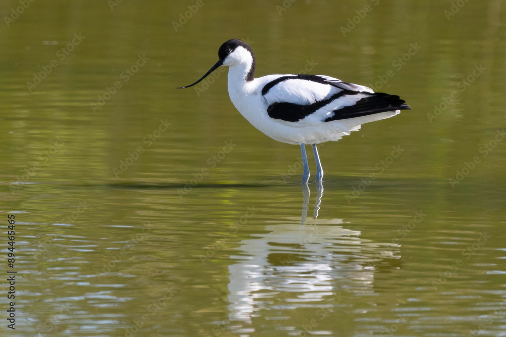 Fototapeta premium Avocette élégante, Recurvirostra avosetta, Pied Avocet