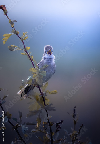 Common wabler bird singing in the morning