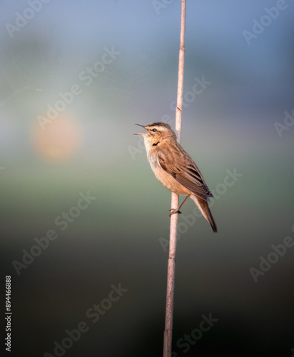 Warbler singing in the morning, Netherlands biodiversity