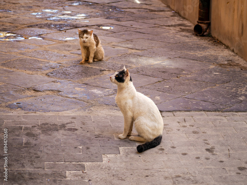 Fotografi cats relaxing in syracuse street, sicily