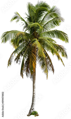 Palma albero verde, tropicale, cut out. su sfondo trasparente.	