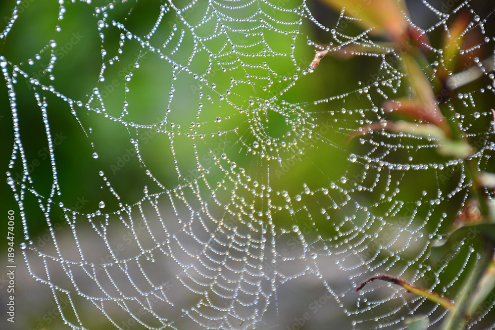 Naklejka premium spider web with dew drops in morning
