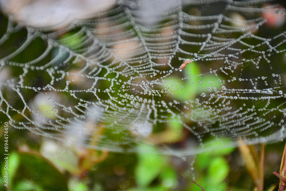 custom made wallpaper toronto digitalspider web with dew