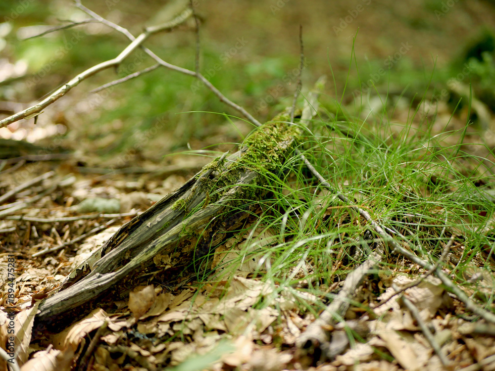 Moss and grasses in the undergrowth of a beech forest in the summer season Moss and grasses in the undergrowth of a beech forest in the summer season