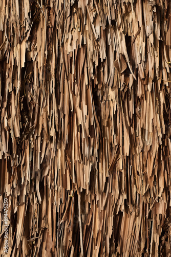 close up of a tree bark
