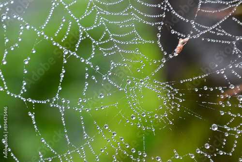 spider web with dew drops