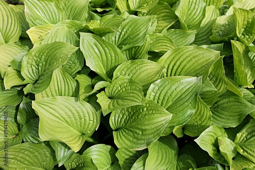 Close up green leaves background. Overlay natural foliage pattern