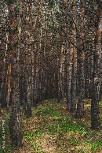 path in the woods