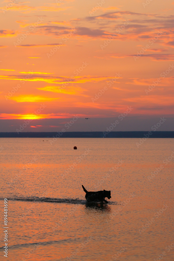 Labrador dog swims in lake or sea, natural view. Freedom of relaxation. pet on walk on beach, sandy shore of sea or ocean. postcard poster, sunset on sea. freshness. Sunset, golden light from the sun Labrador dog swims in lake or sea, natural view. Freedom of relaxation. pet on walk on beach, sandy shore of sea or ocean. postcard poster, sunset on sea. freshness. Sunset, golden light from the sun