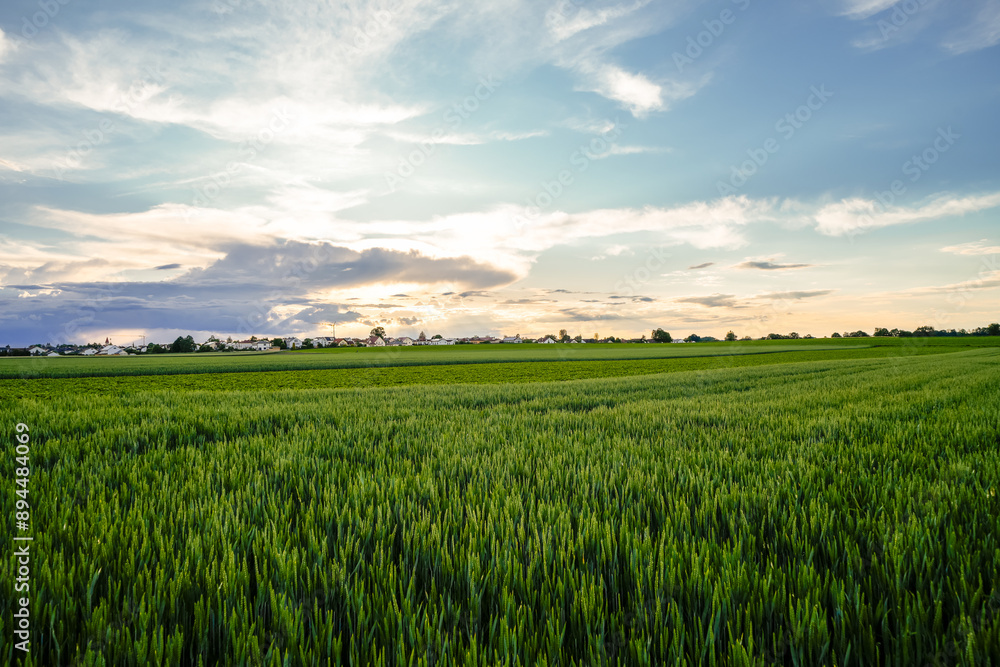 Obraz premium Grain field in the evening. Green ears of corn in the field. Agricultural area. 
